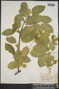 Celastrus scandens image