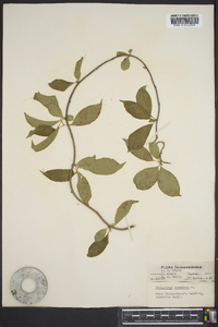 Celastrus scandens image