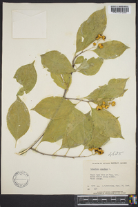 Celastrus scandens image