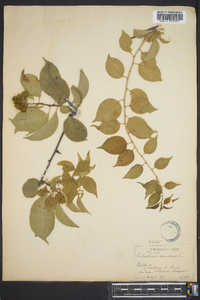 Celastrus scandens image