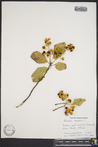 Celastrus scandens image