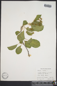 Celastrus scandens image