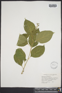 Celastrus scandens image