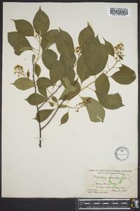 Celastrus scandens image