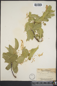 Celastrus scandens image