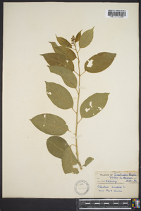 Celastrus scandens image