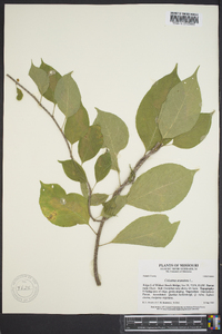 Celastrus scandens image