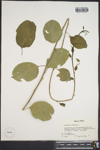 Celastrus scandens image