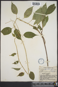 Celastrus scandens image