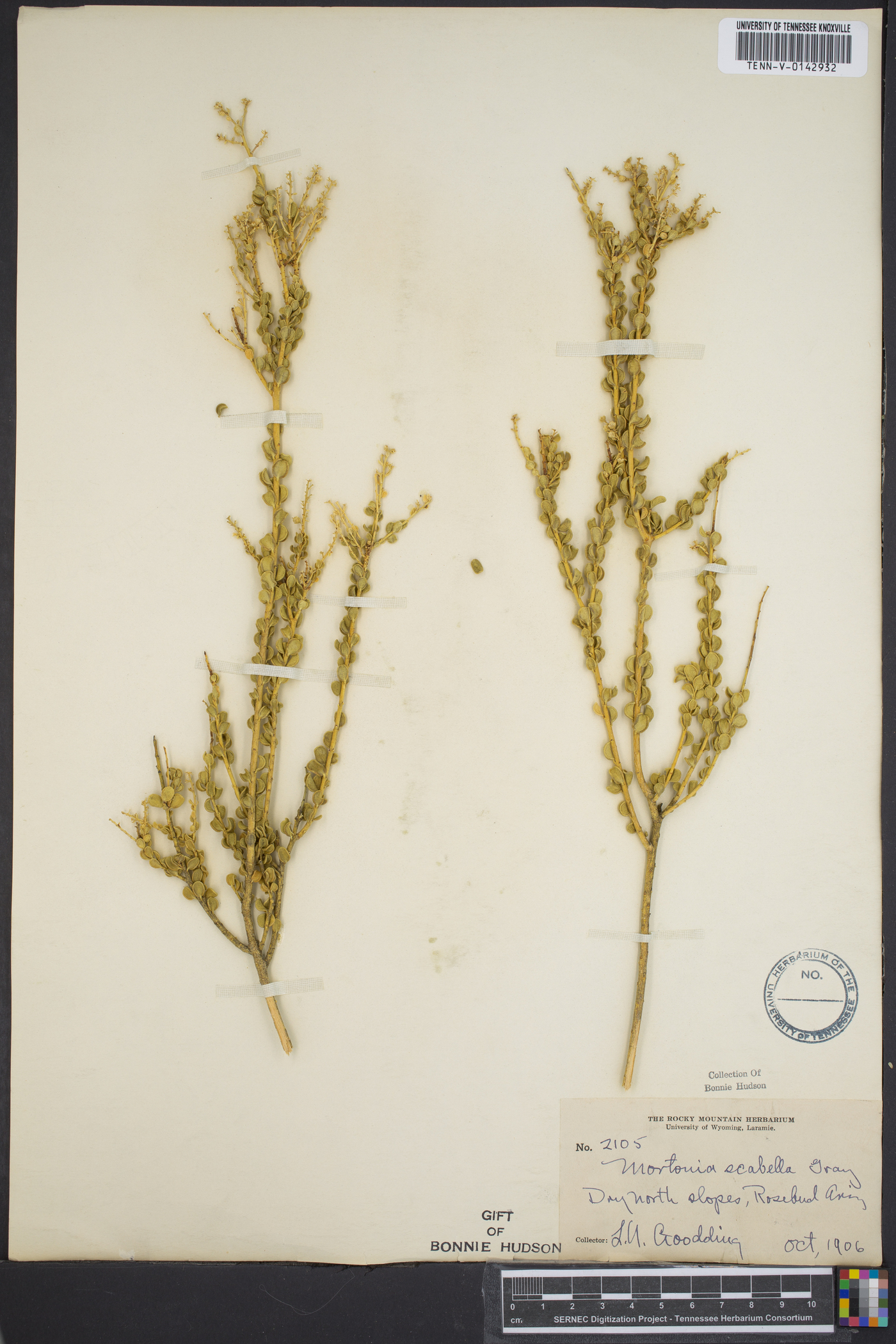 Rhacoma ilicifolia image