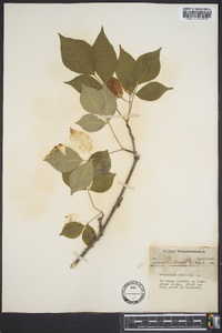 Staphylea trifolia image