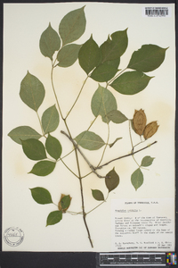 Staphylea trifolia image