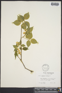 Staphylea trifolia image