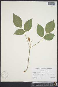 Staphylea trifolia image