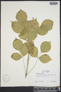 Staphylea trifolia image