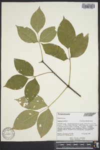 Staphylea trifolia image