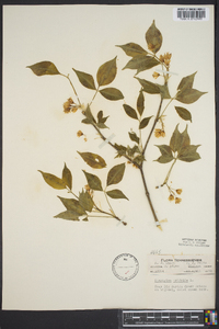 Staphylea trifolia image