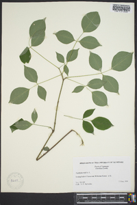 Staphylea trifolia image