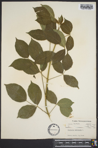 Staphylea trifolia image