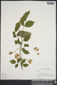 Staphylea trifolia image