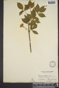 Staphylea trifolia image