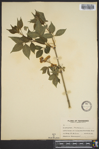 Staphylea trifolia image