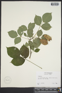 Staphylea trifolia image