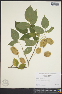 Staphylea trifolia image