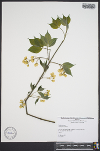 Staphylea trifolia image