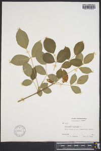 Staphylea trifolia image