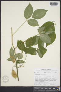 Staphylea trifolia image