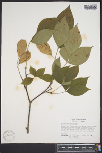 Staphylea trifolia image