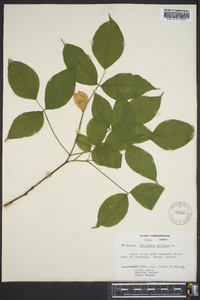 Staphylea trifolia image