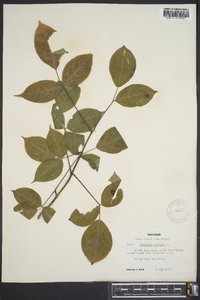 Staphylea trifolia image