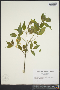 Staphylea trifolia image