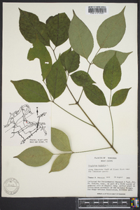 Staphylea trifolia image