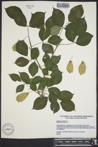 Staphylea trifolia image