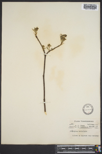 Staphylea trifolia image