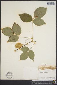 Staphylea trifolia image