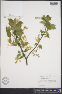 Staphylea trifolia image