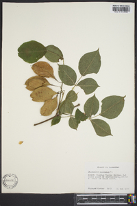 Staphylea trifolia image