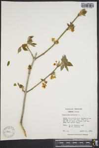 Staphylea trifolia image