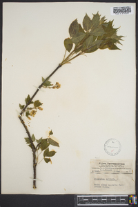 Staphylea trifolia image