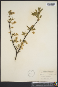 Staphylea trifolia image