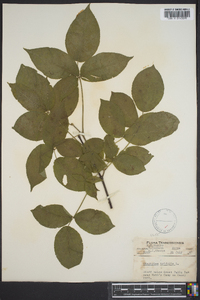 Staphylea trifolia image