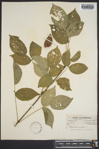 Staphylea trifolia image