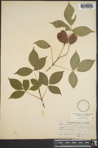 Staphylea trifolia image