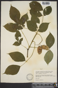 Staphylea trifolia image