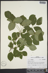 Staphylea trifolia image