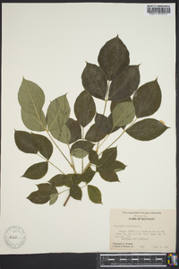 Staphylea trifolia image